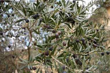 Olea Europaea Manzarası