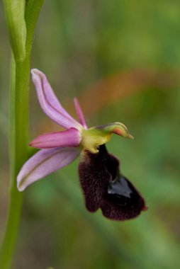 Ophrys bertolonii çiçek açtı