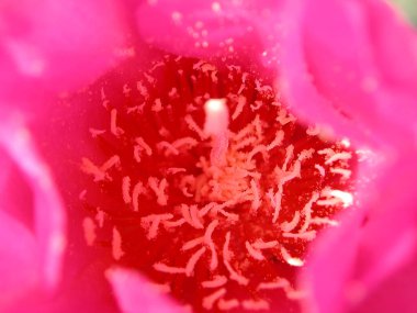 Mojave çölünde Opuntia bazilaris kaktüsü