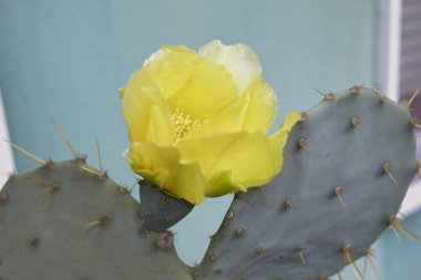 Opuntia engelli çiçeğinin sarı çiçeği