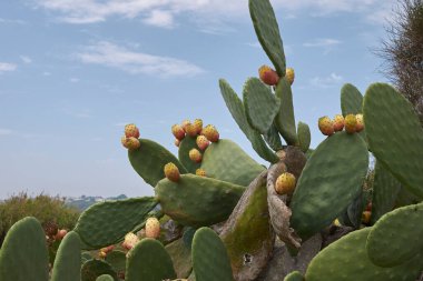 Meyveli Opuntia ficus indica