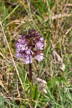Orkis purpurea mor infloresans