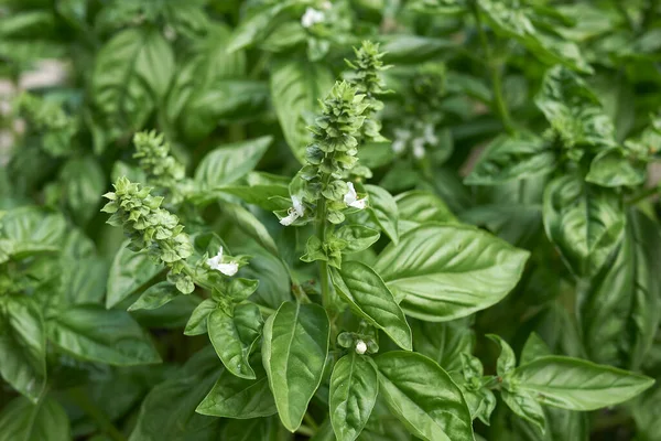 Sebze bahçesinde fesleğen bitkisi