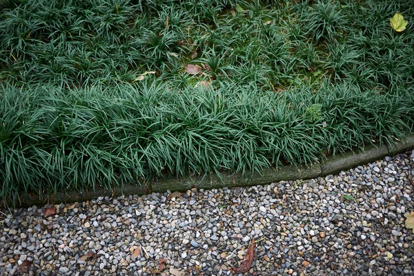 Süslü bir bahçede Ophiopogon japonicus otları