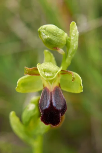 Ophrys fusca brown flower