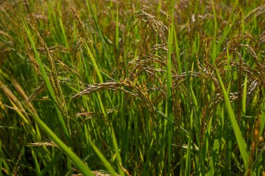 Oryza sativa, İtalya 'daki pirinç tarlası.