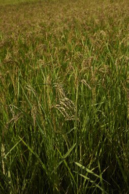 Oryza sativa, İtalya 'daki pirinç tarlası.
