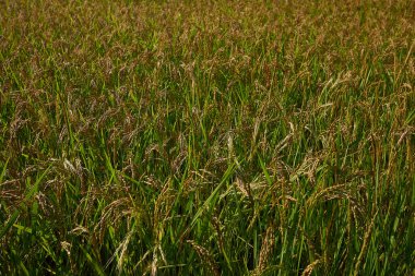 Oryza sativa, İtalya 'daki pirinç tarlası.