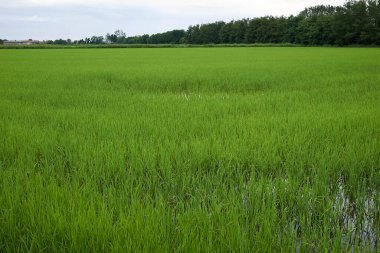 İtalya 'daki Oryza sativa tarım arazileri