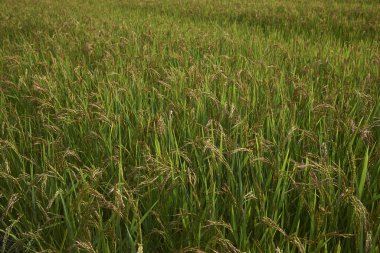 İtalya 'daki Oryza sativa tarım arazileri