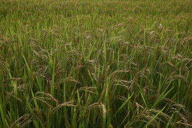 İtalya 'daki Oryza sativa tarım arazileri