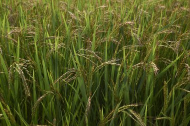 İtalya 'daki Oryza sativa tarım arazileri