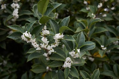Burkwood Osmanthus çalılarının beyaz kokulu çiçekleri