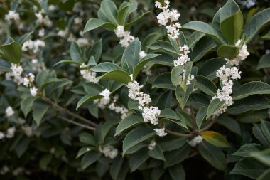 Burkwood Osmanthus çalılarının beyaz kokulu çiçekleri