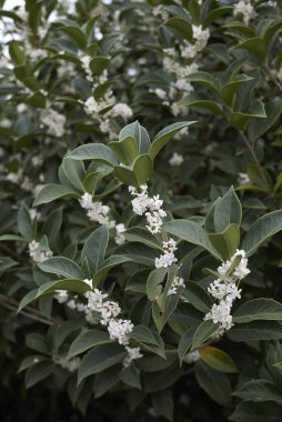 Burkwood Osmanthus çalılarının beyaz kokulu çiçekleri