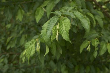 Ostrya Karpinifolia manzarası