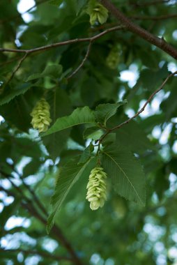 Meyveli Ostrya Karpinifolia dalı