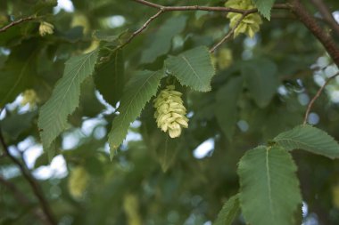 Meyveli Ostrya Karpinifolia dalı
