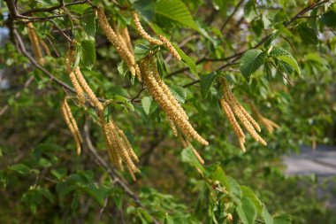 Ostrya Karpinifolia ağacı çiçek açtı