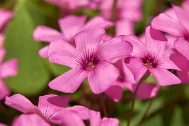 Oxalis eklem bitkisinin pembe çiçekleri