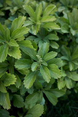 Pachysandra terminalinin görüntüsü