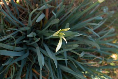 Pancratium maritimum bitkileri Sicilya 'da