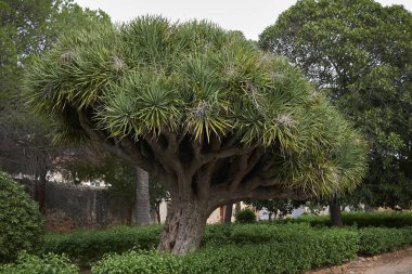 Palermo 'daki Pandanus ağacı