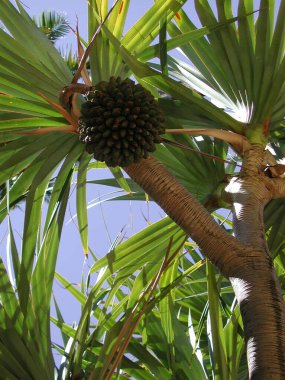 Pandanus utilis ağacını kapat
