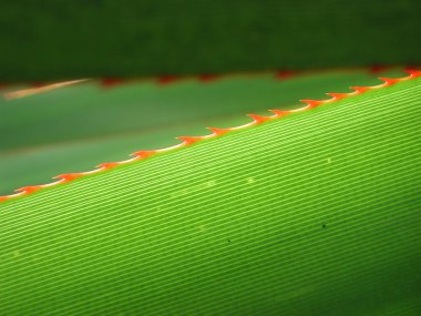 Pandanus utilis ağacını kapat