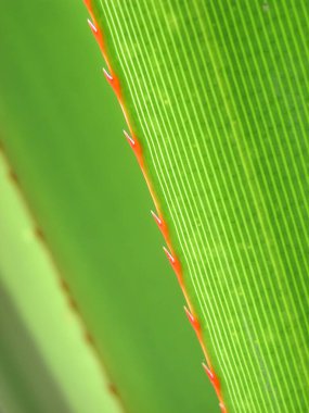 Pandanus utilis ağacını kapat