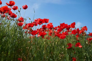 Çiçek açmış papaver rhoeas