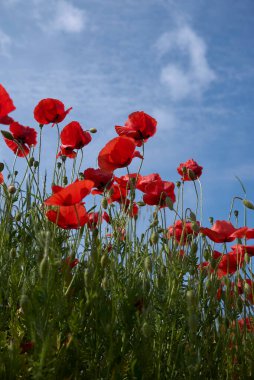 Çiçek açmış papaver rhoeas