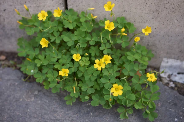 Yellow Flowers Oxalis Dillenii Plants — Stock Photo, Image