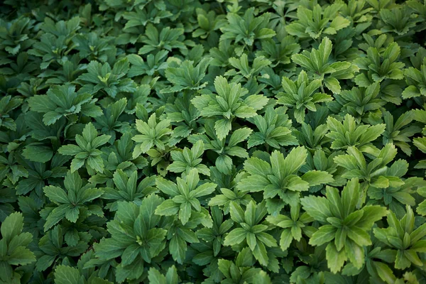 Pachysandra terminalinin görüntüsü