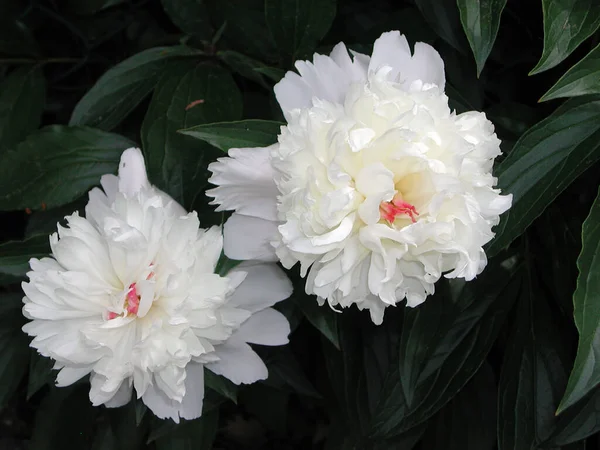 Paeonia Suffruticosa Flor Blanca Rosa — Foto de Stock