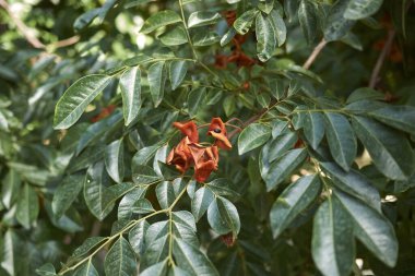 Meyveli Pararchidendron pruinosum dalı