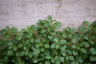 Parietaria resmi bitkisinin manzarası