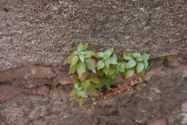 Duvarda Parietaria Judaica