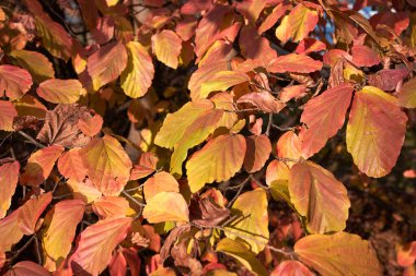 Sonbaharda parrotia persica renkli yeşillik
