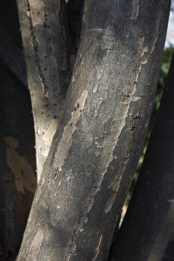 Parrotia persica ağacı kabuğu