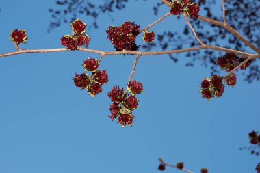 Parrotia persica ağacı çiçek açtı.