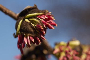 Parrotia persica ağacı çiçek açtı.