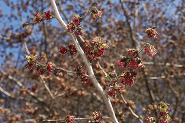 Parrotia persica ağacı çiçek açtı.