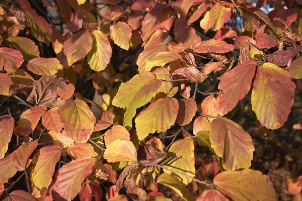 Sonbaharda parrotia persica renkli yeşillik