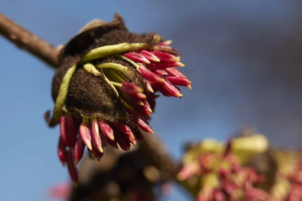 Parrotia Persica Strom Květu — Stock fotografie