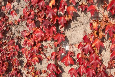 Sonbaharda Partenocissus triküpidata 'nın renkli yaprakları