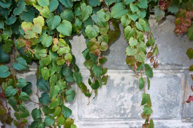 Partenosissus triküpidata yeşil yeşil yeşillik