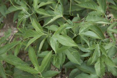 Passiflora incarnata bitkisinin manzarası