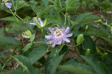 Passiflora incarnata bitkisinin manzarası