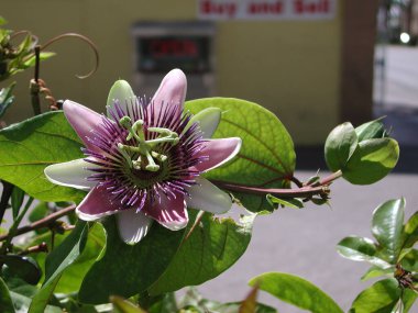 Passiflora mor çiçeğinin manzarası